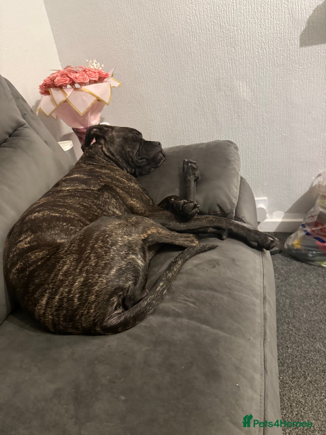 Mixed Breed dogs for sale: Cane corso cross boxer - Image 5