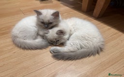 Ragdoll cats for sale: Ragdoll boy READY TO LEAVE  - Image 4