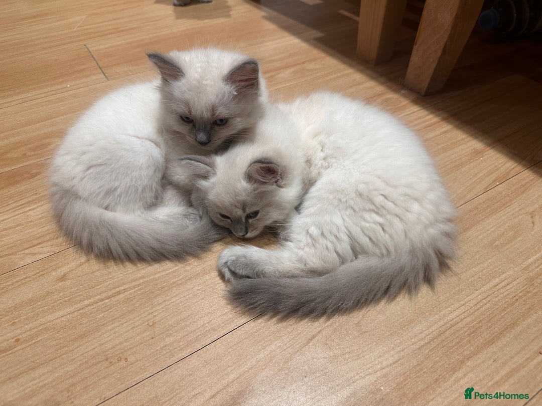 Ragdoll cats for sale: Ragdoll boy READY TO LEAVE  - Image 4