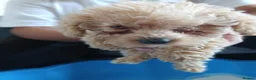 Jackapoo dogs for sale: Cockapoo puppy in Witney - Advert 8