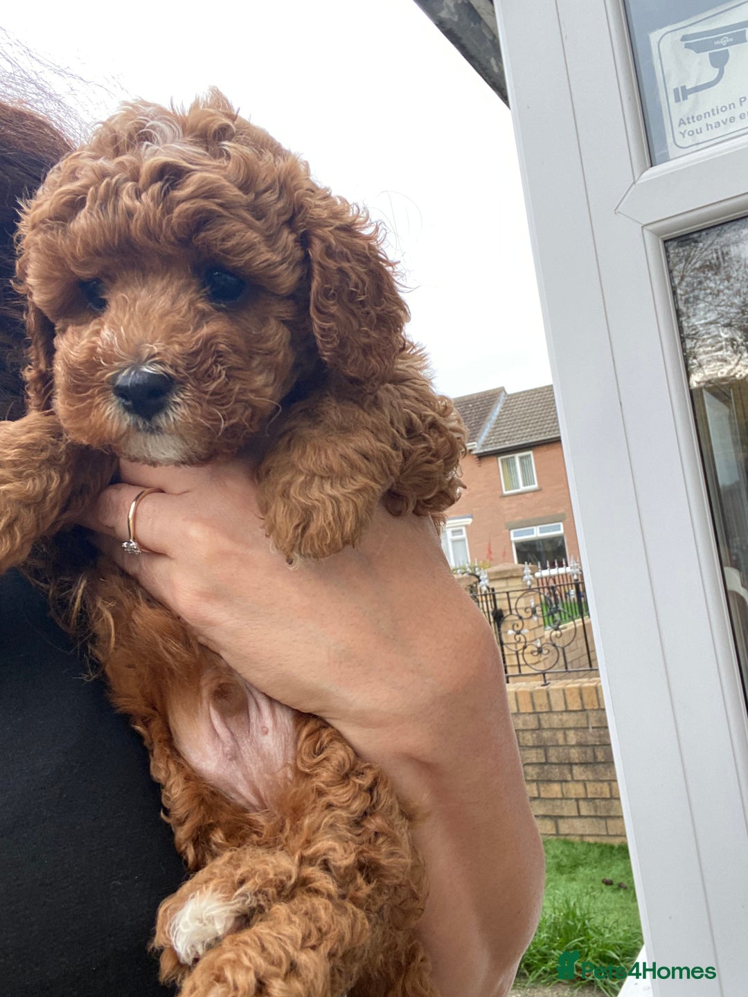 Cavapoochon dogs for sale: Cavapoochon  - Image 5