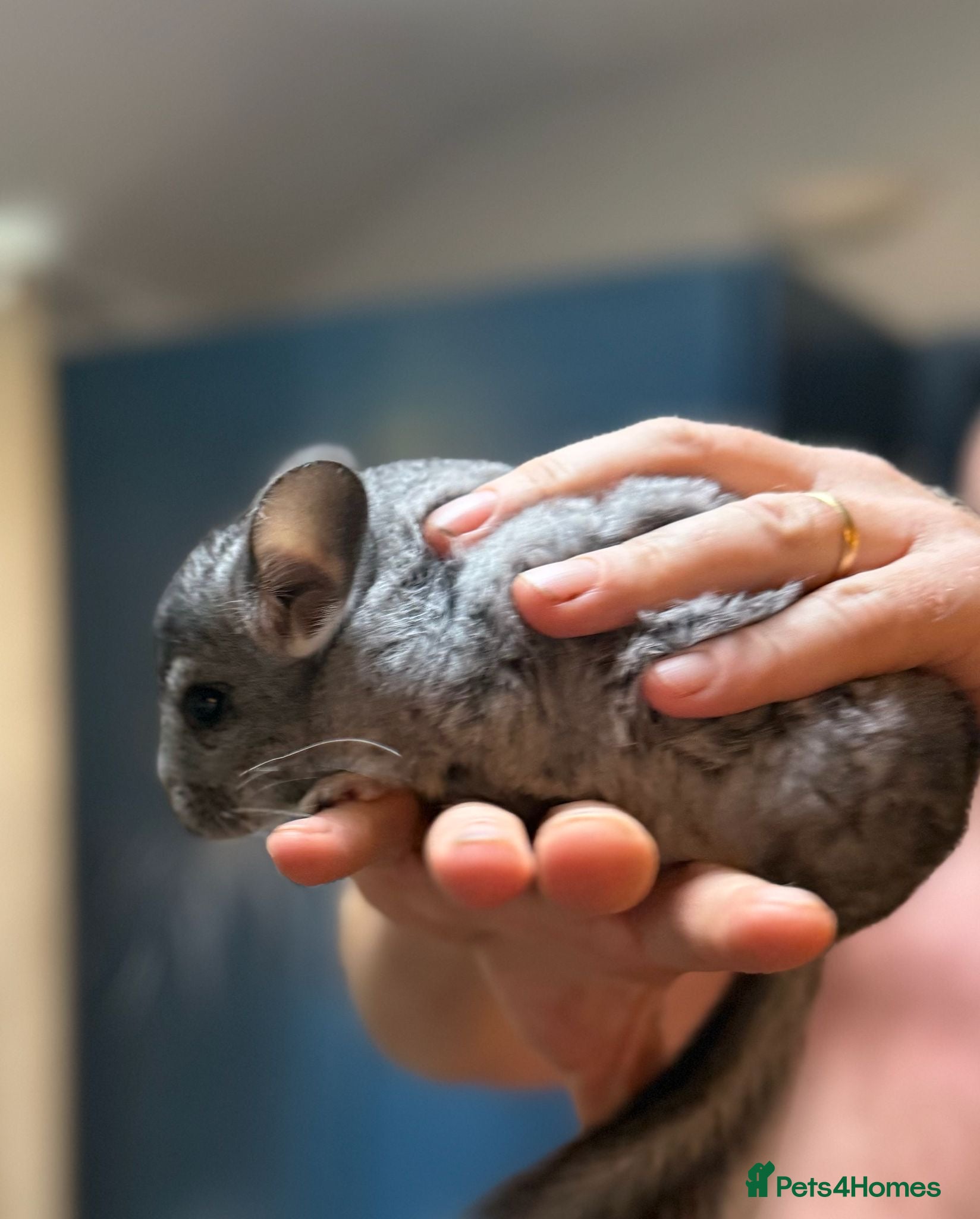 Chinchilla rodents 14 week old chinchillas 1 white boy 1 grey girl - Advert 2