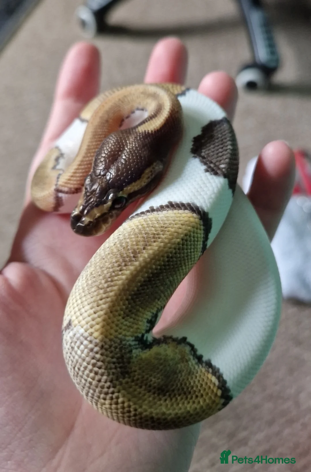 Python Snake reptiles for sale: Various female ball pythons  in Buxton - Advert 2