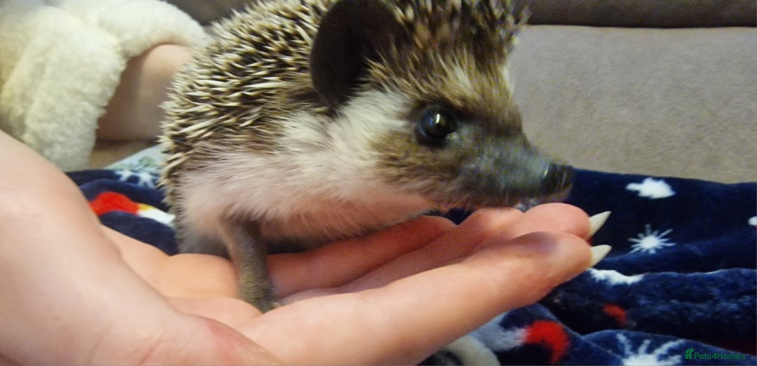 Pygmy Hedgehog rodents for sale: (F) A Pygmy Hedgehog + enclosure & accessories  - Advert 2