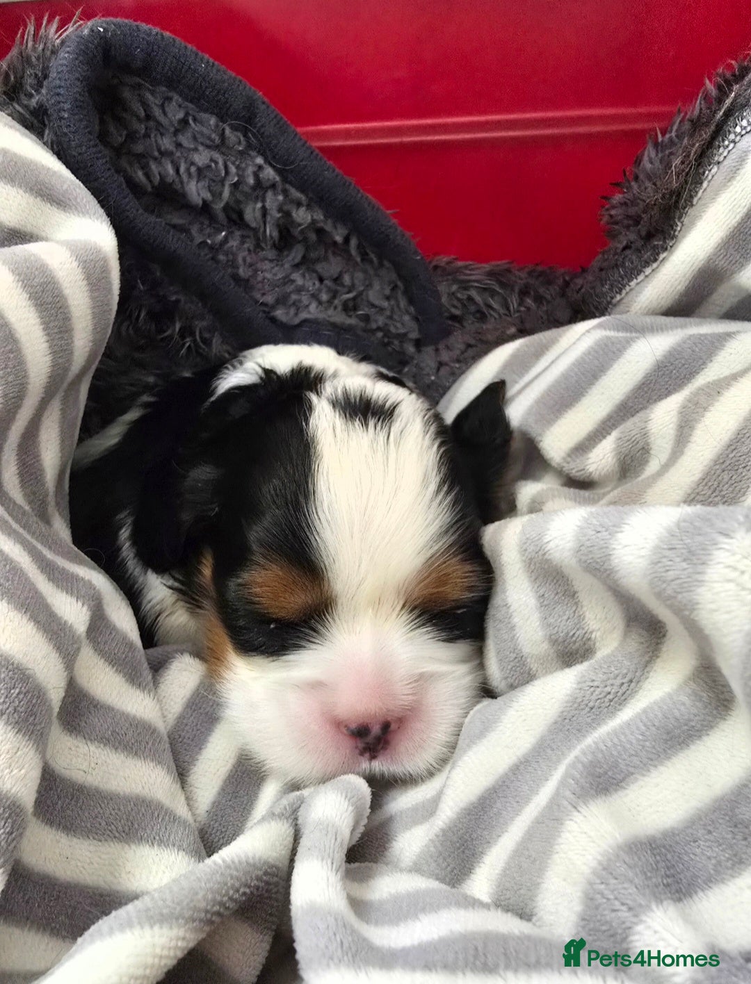 Cavalier King Charles Spaniel dogs Specialist Tested Cavalier King Charles  - Advert 5