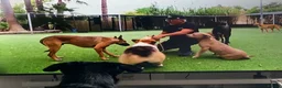 Mixed Breed dogs for sale: 3/4 German Shepherd 1/4 Labrador.  - Advert 6