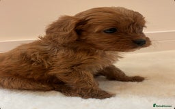 Cavapoo dogs for sale: 🐾 Red f1 Cavapoo Puppies 🐾 - Image 14