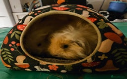 Guinea Pig rodents for sale: Two male guniea pigs for sale. - Image 1