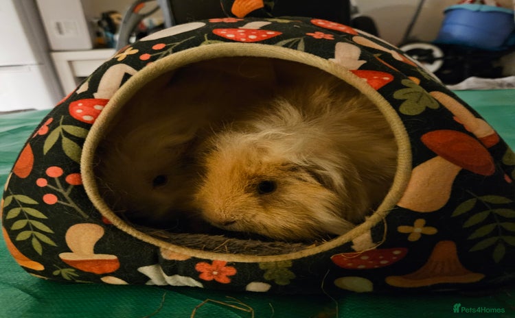 Guinea Pig rodents for sale - Advert 1