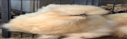 Chickens poultry for sale: Mixed Purebred USA Silkie POL Pullets Available  - Advert 1