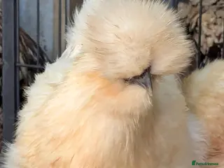 Chickens poultry Mixed Purebred USA Silkie POL Pullets Available - Advert 1