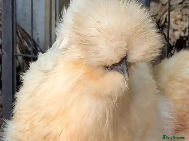Chickens poultry Mixed Purebred USA Silkie POL Pullets Available - Advert 1