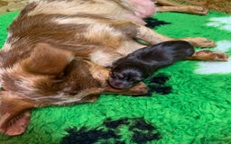 Mixed Breed dogs for sale: Dax Dachshund/Jack Russell  - Image 1