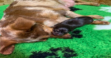 Mixed Breed dogs - Advert 9