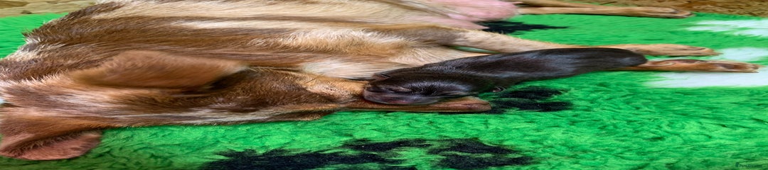 Mixed Breed Puppy 1