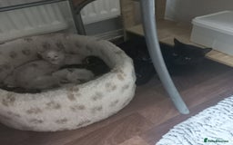 Mixed Breed cats for sale: 3 boys 4 girls looking for new home - Image 3