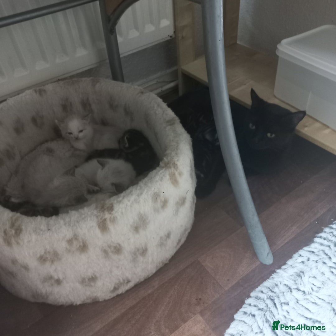 Mixed Breed cats for sale: 3 boys 4 girls looking for new home - Image 3