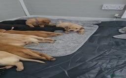 Labrador Retriever dogs for sale: Stunning Labrador Puppies 🥰 - Image 5