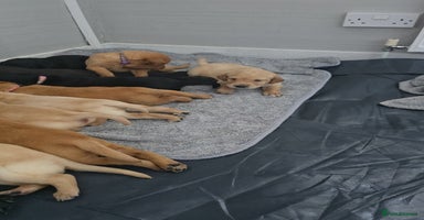 Labrador Retriever dogs - Advert 11
