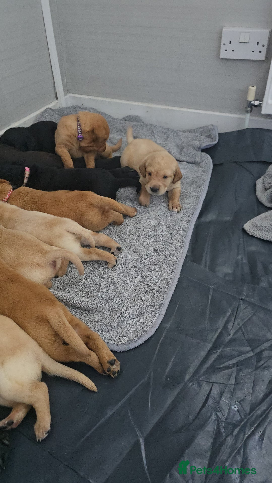 Labrador Retriever dogs for sale: Stunning Labrador Puppies 🥰 - Image 5