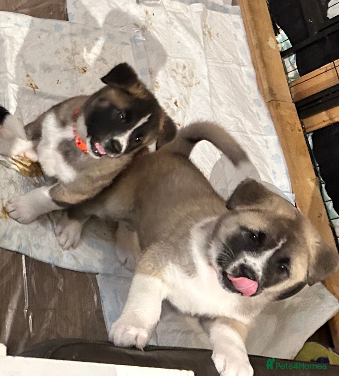 Akita dogs for sale: Akita Puppies for Sale - Advert 28
