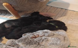 Miniature Schnauzer dogs for sale: Milo & Trent - Image 20