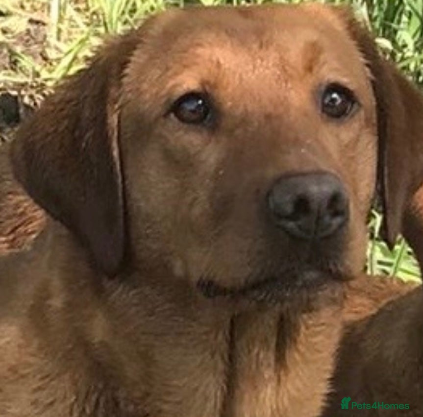 Labrador Retriever dogs Beautiful Fox Red Labrador Puppies - Advert 1