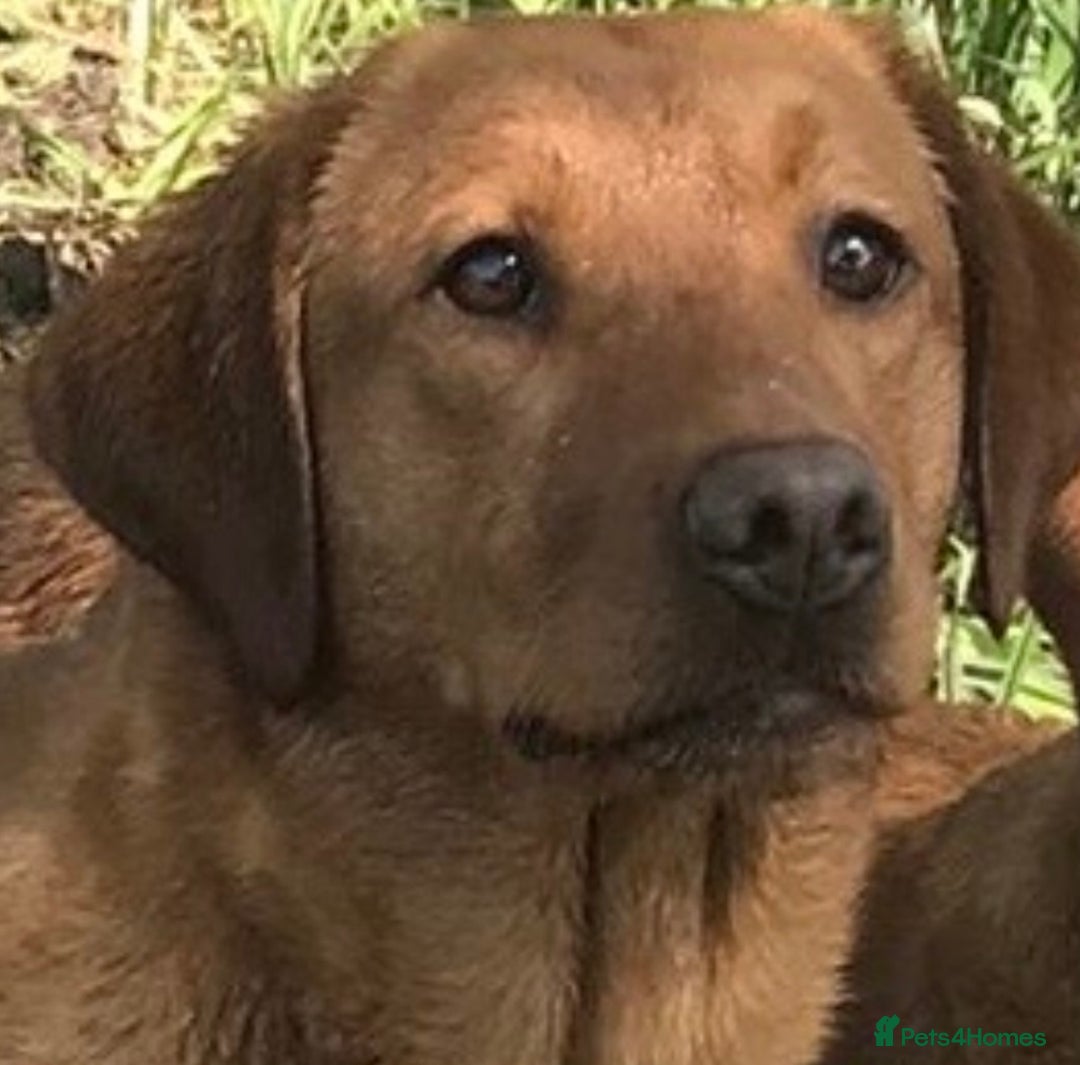 Labrador Retriever dogs for sale: Beautiful Fox Red Labrador Puppies - Advert 1