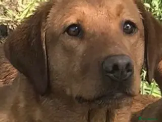 Labrador Retriever dogs Beautiful Fox Red Labrador Puppies - Advert 2