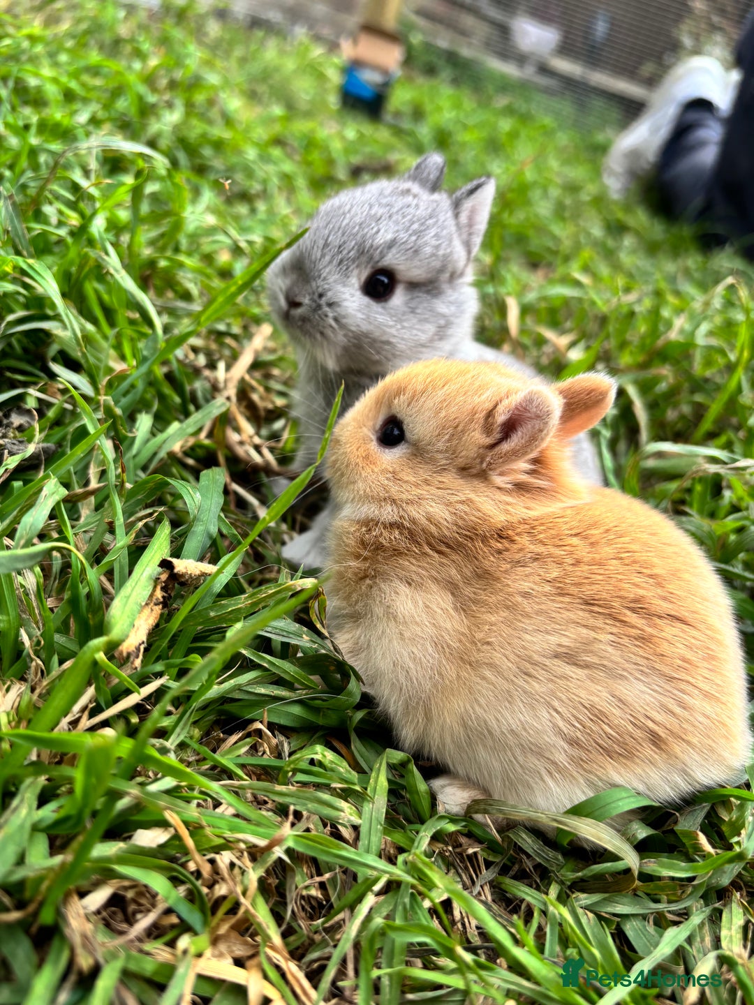 Netherland Dwarf rabbits for sale: Pure neverland dwarfs  - Image 9