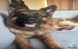 German Shepherd dogs for stud: German Shepherd For Stud - Image 6
