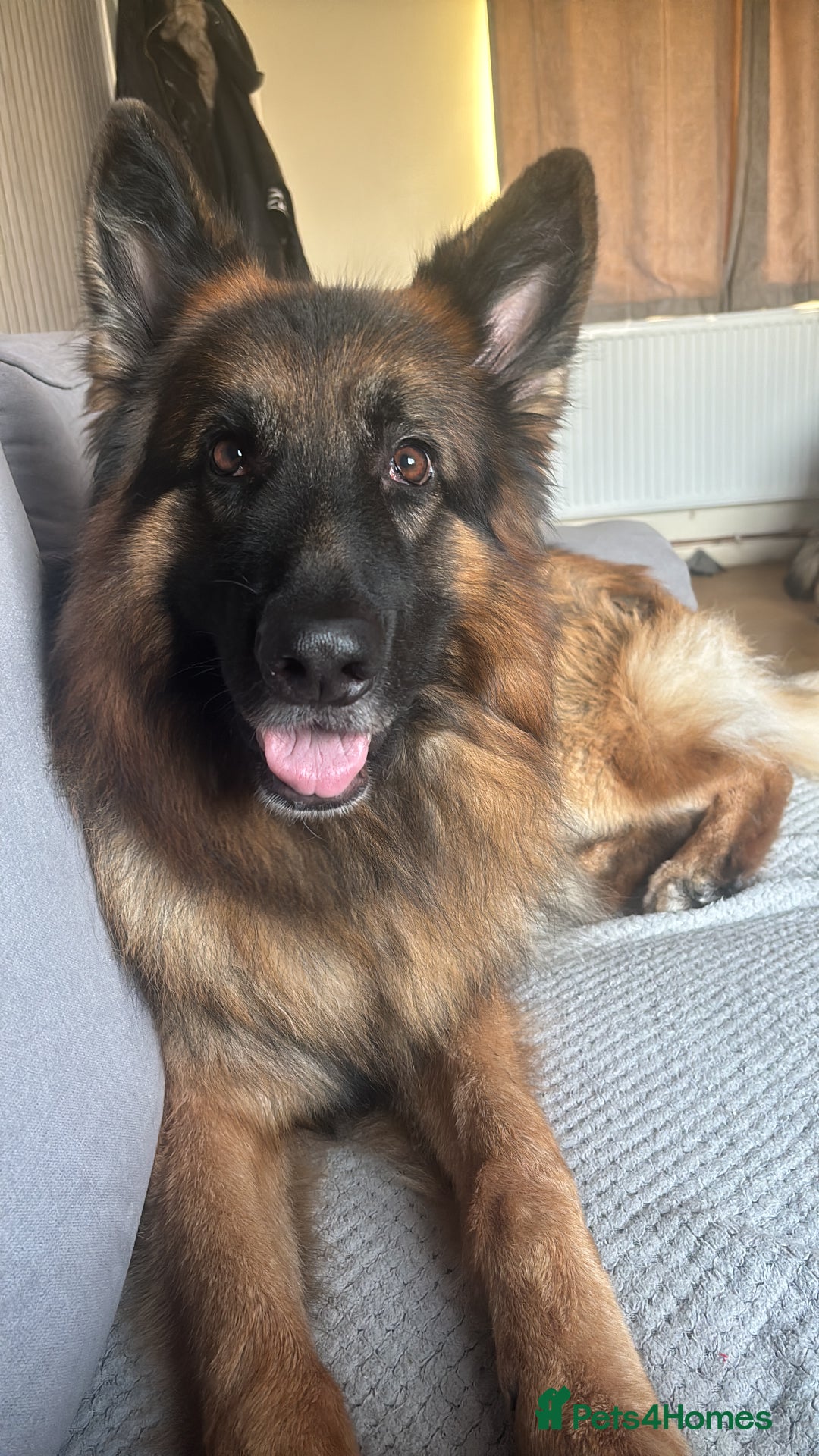 German Shepherd dogs for stud: German Shepherd For Stud - Image 6