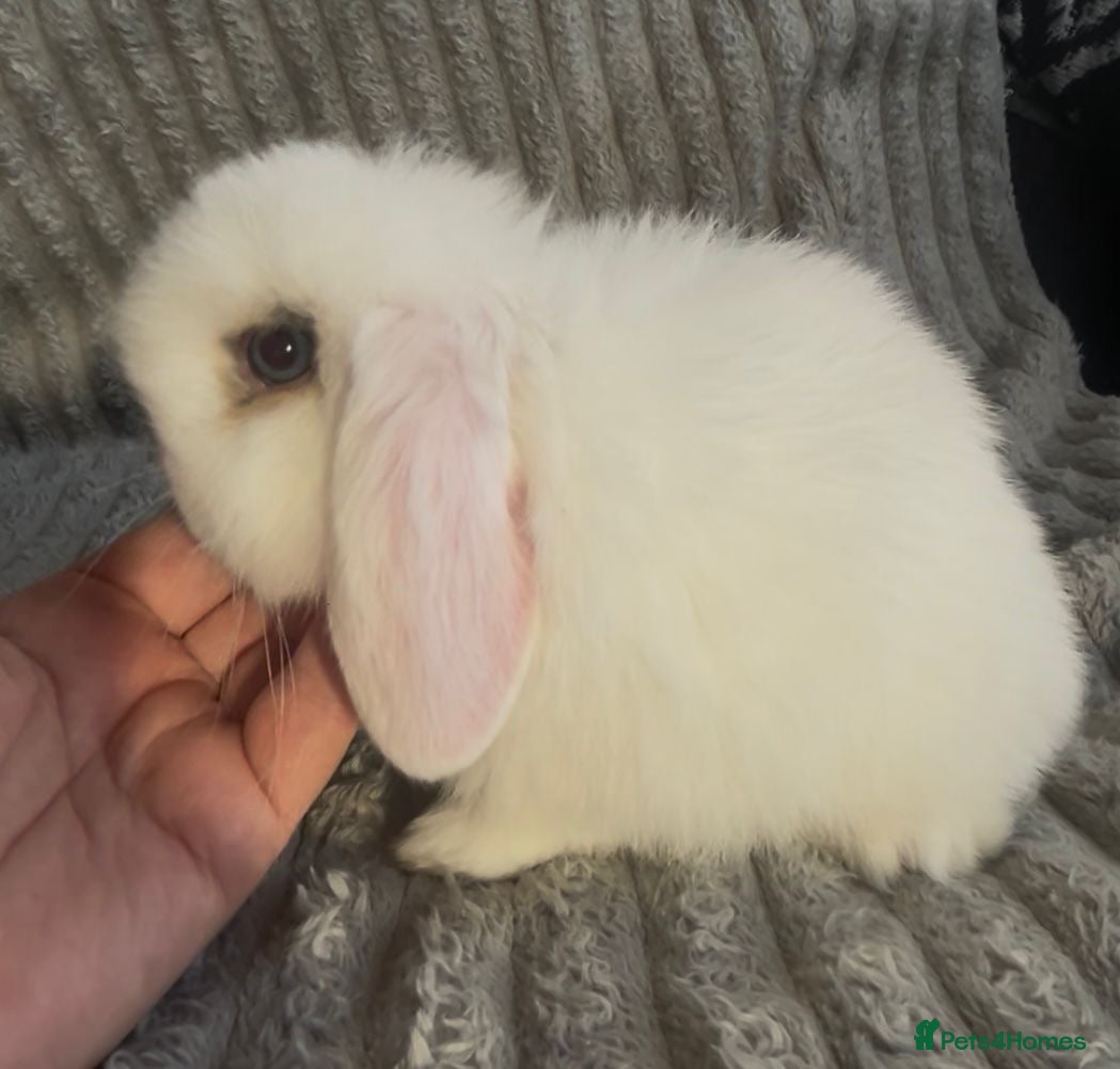 Mini Lop rabbits Beautiful mini lop baby rabbits  - Advert 3