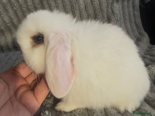 Mini Lop rabbits Beautiful mini lop baby rabbits - Advert 2
