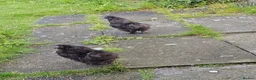 Hens poultry for sale: Silkie cockerels FREE  - Advert 2
