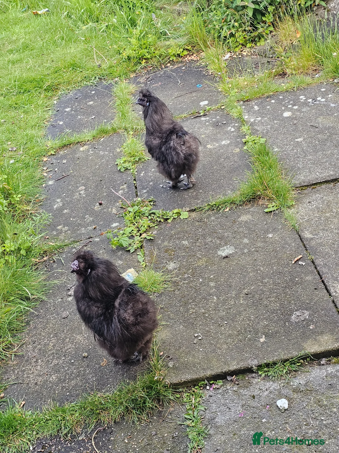 Hens poultry for sale: Silkie cockerels FREE  - Advert 2
