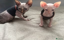 Sphynx cats for sale: Sphynx  kitten 11 weeks old pink  - Image 3