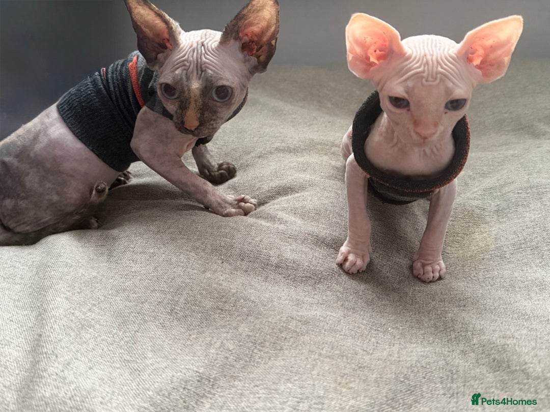 Sphynx cats for sale: Sphynx  kitten 11 weeks old pink  - Image 3
