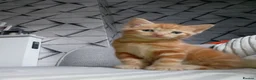 Mixed Breed cats for sale: Beautiful kittens for sale - Advert 3