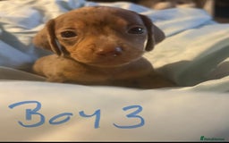 Dachshund dogs for sale: Beautiful miniature dachshunds  - Image 3