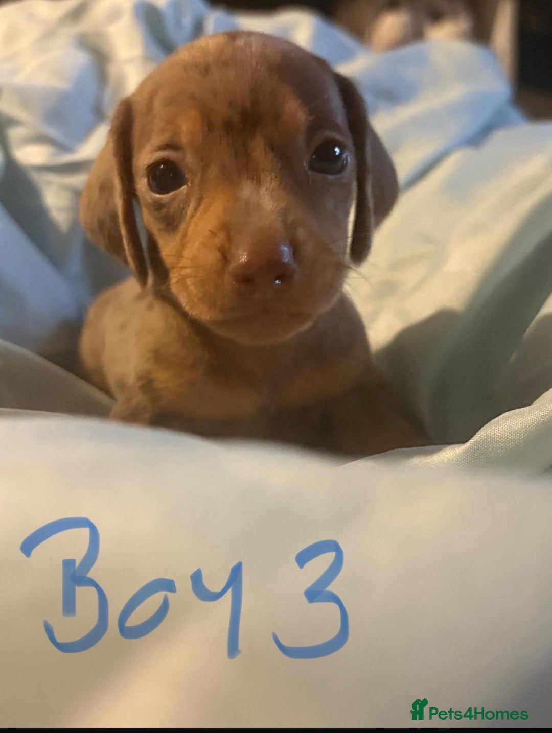 Dachshund dogs for sale: Beautiful miniature dachshunds  - Image 3