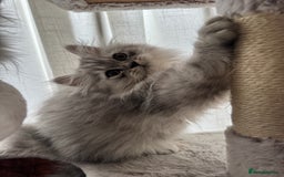 Persian cats for sale: Super cute Persian chinchilla kittens for Sale - Image 3