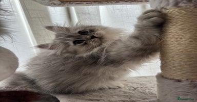 Persian cats - Advert 12