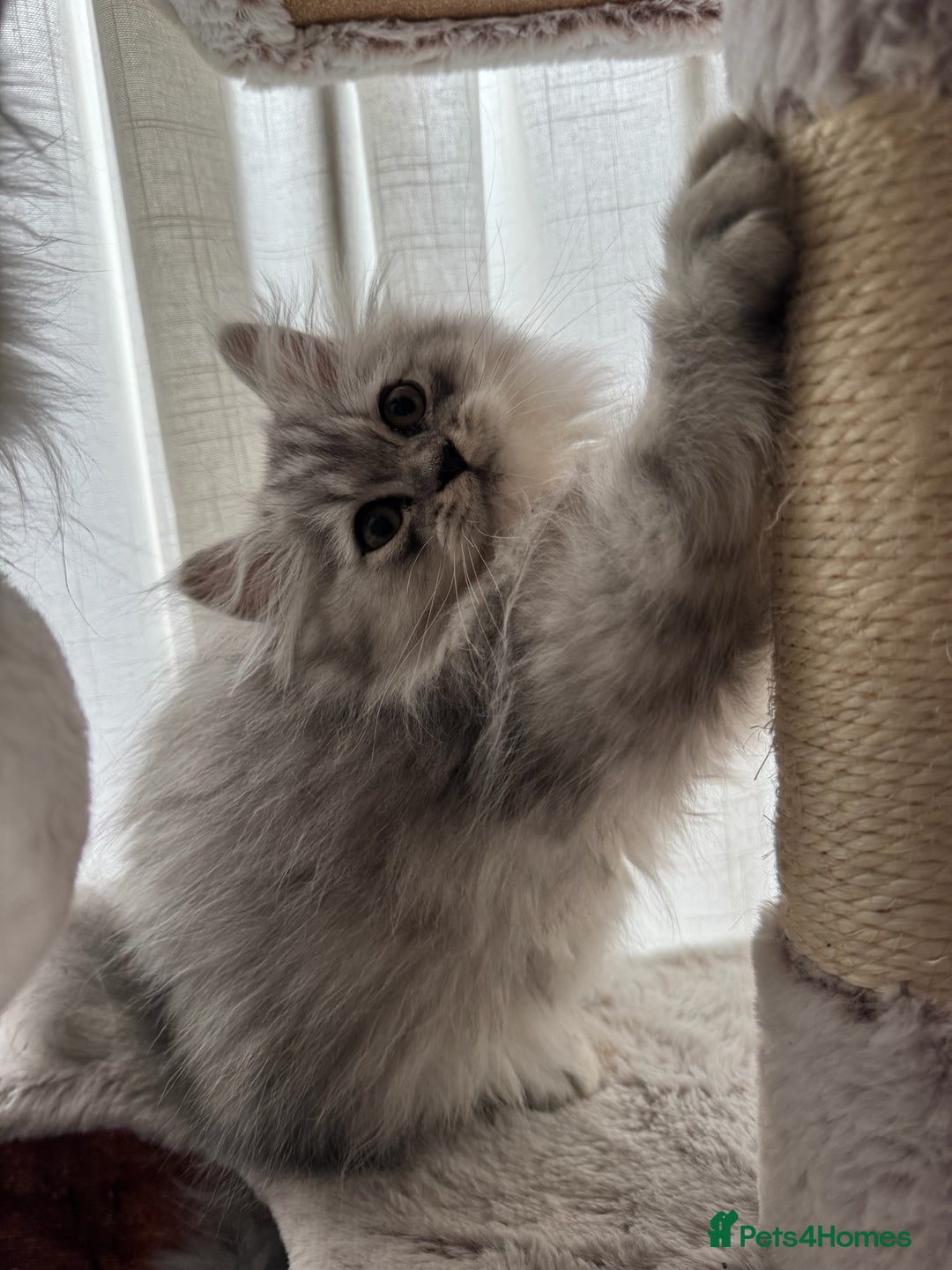 Persian cats for sale: Super cute Persian chinchilla kittens for Sale - Image 3