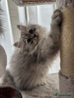 Persian cats - Advert 12