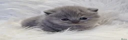 British Shorthair cats for sale: Stunning British shorthair kittens  - Advert 21