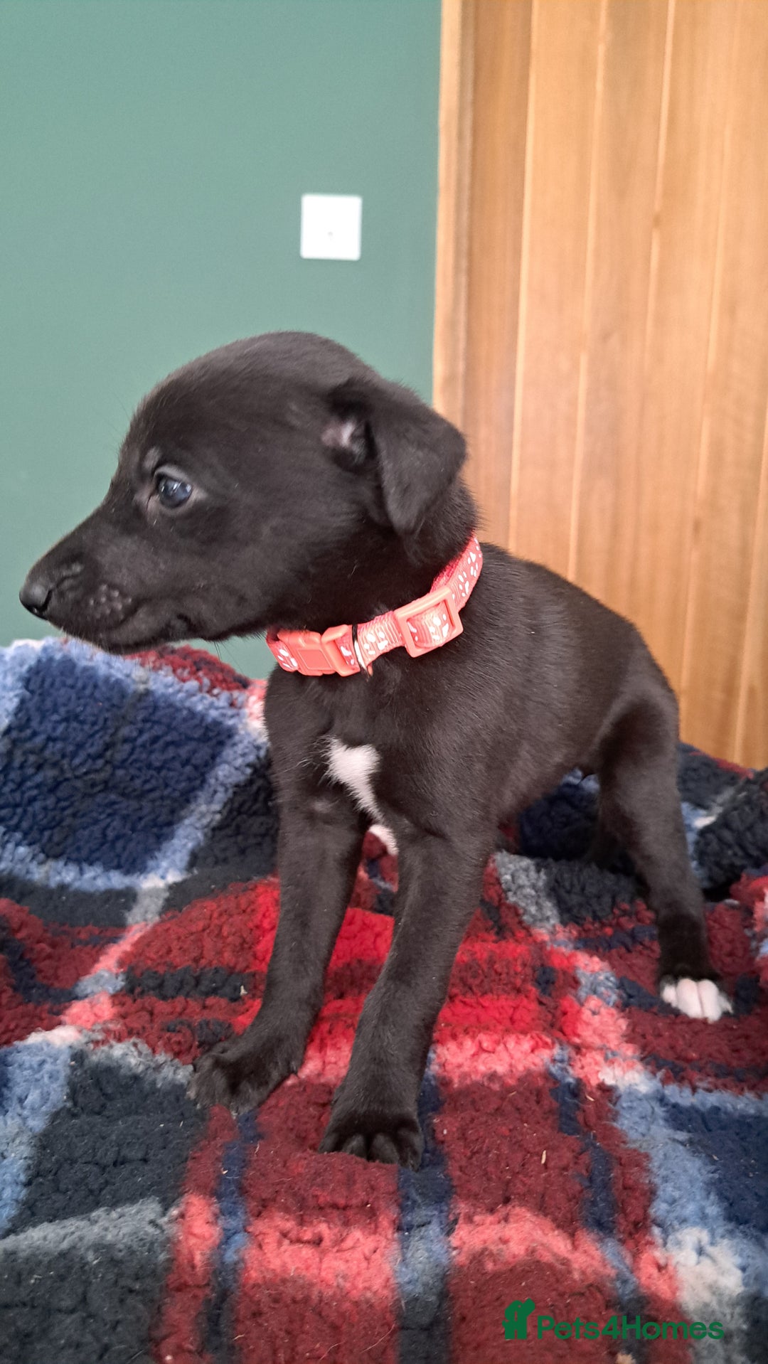 Greyhound dogs for sale: Irish Greyound Puppies  - Image 11