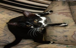 European cats for sale: 3 adorable kittens for sale  - Image 1