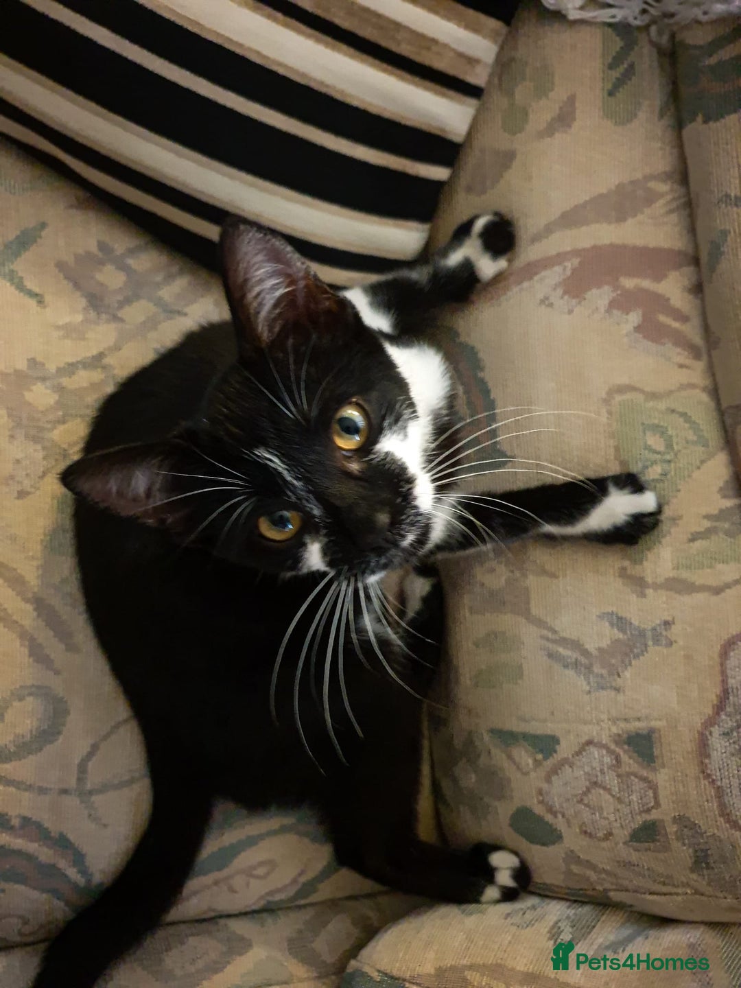 European cats for sale: 3 adorable kittens for sale  - Image 1