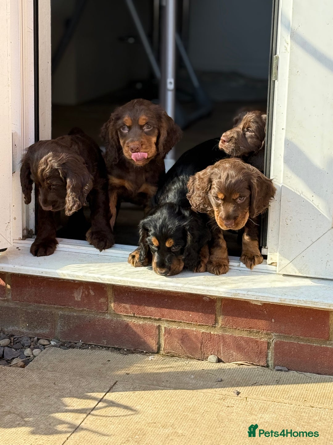 Cocker Spaniel dogs for sale: 6 beautiful Cocker Spaniel puppies.  - Advert 23